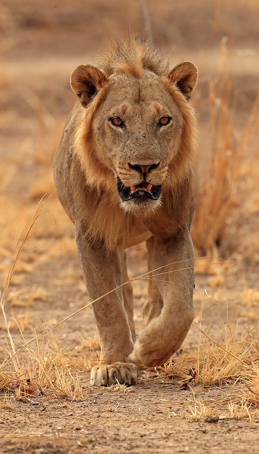 Lion in South Luangwa National Park, Zambia.