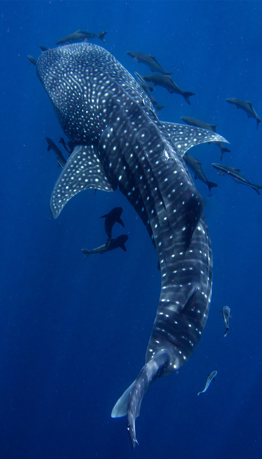 Whale shark in Thailand