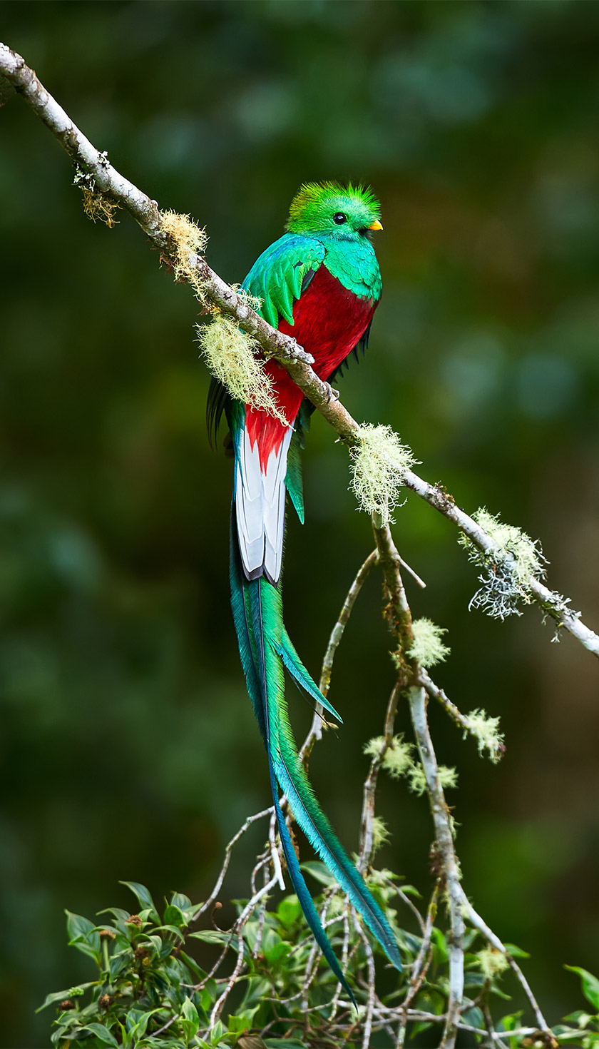 Resplendent quetzal in Costa Rica