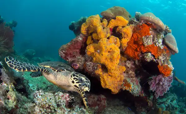 Turtle in Indonesia.